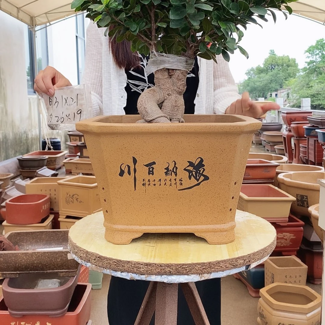 紫砂花盆紫砂花盆