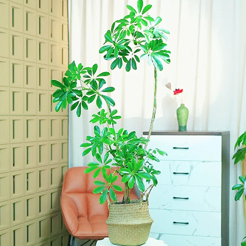 [造型鸭脚木]草编篮室内绿植客厅阳台落地乔迁新房植物八方来财