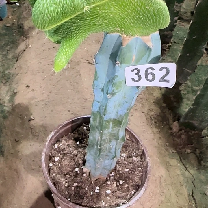 小***瓜无花朵嫁接青蛇缀362