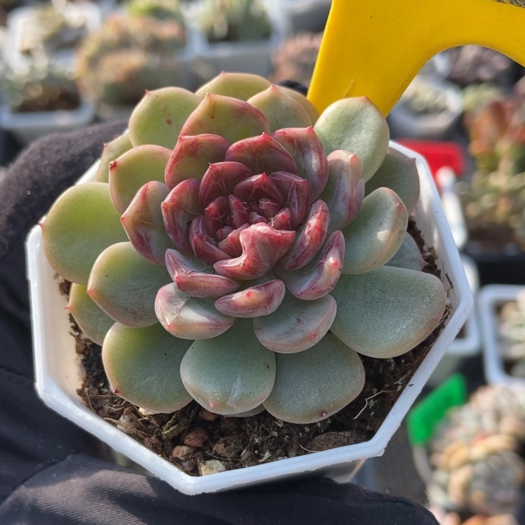 852糖果珍妮多肉植物