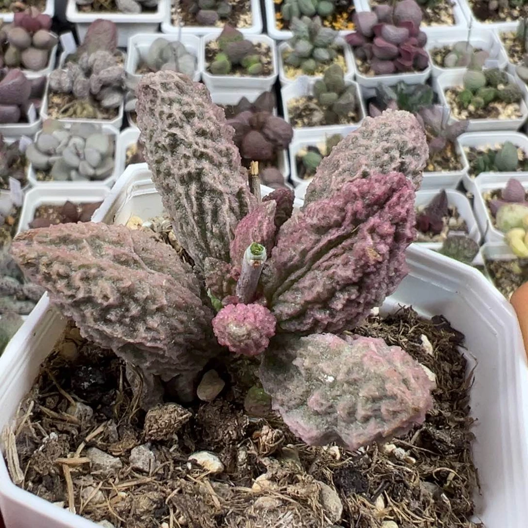 甘蓝多肉植物水泡