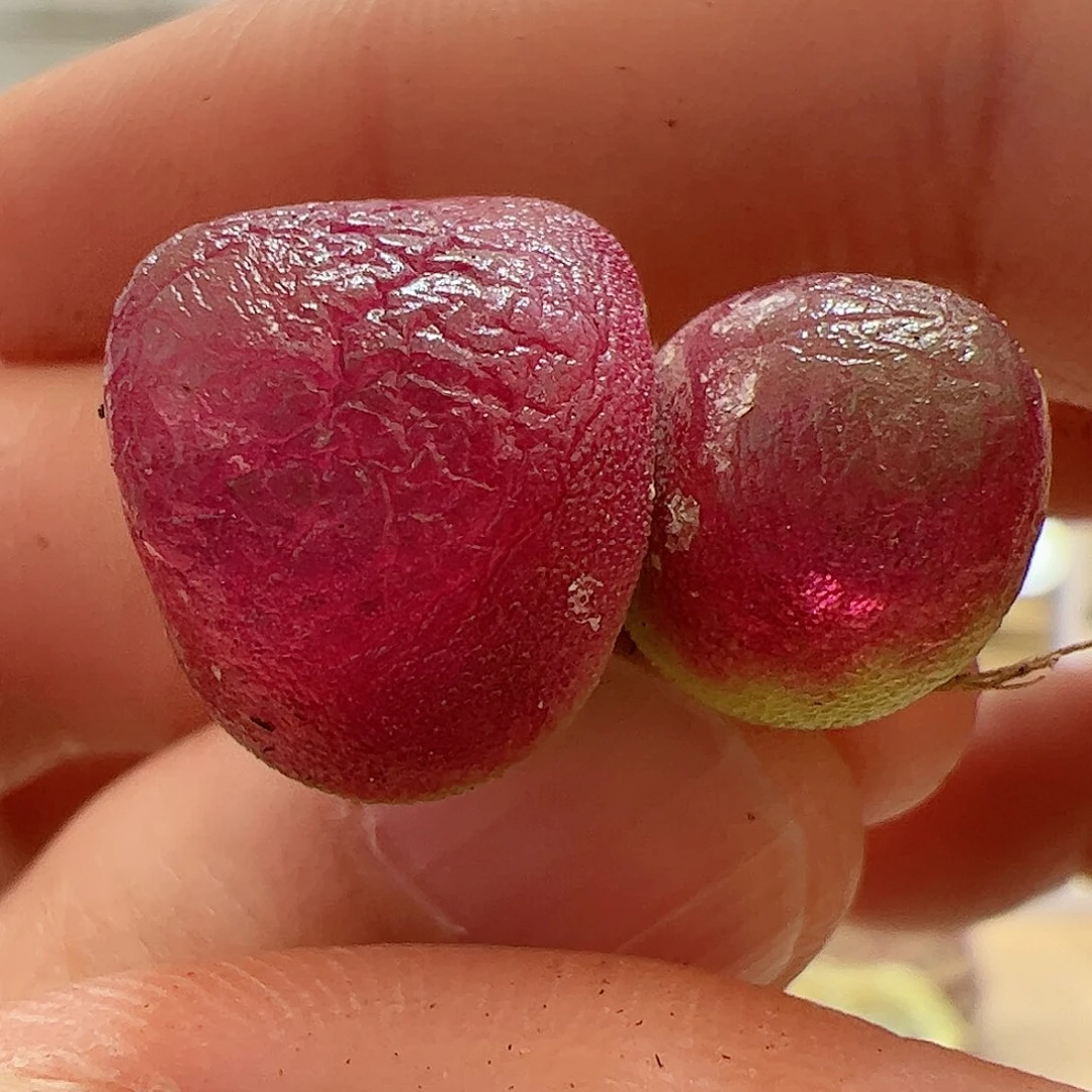 【闪购商品】225 双头灯泡