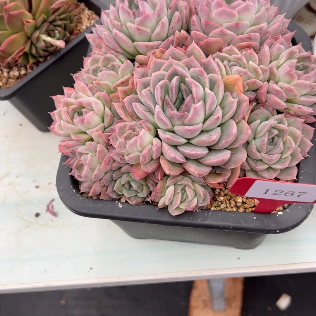 可***头1267肉多哦多哦多么多哦