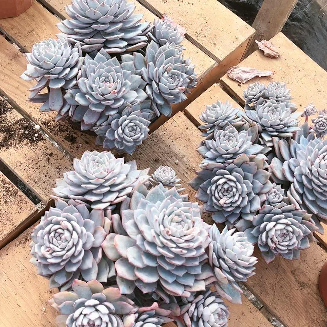 粉蓝鸟49多肉植物