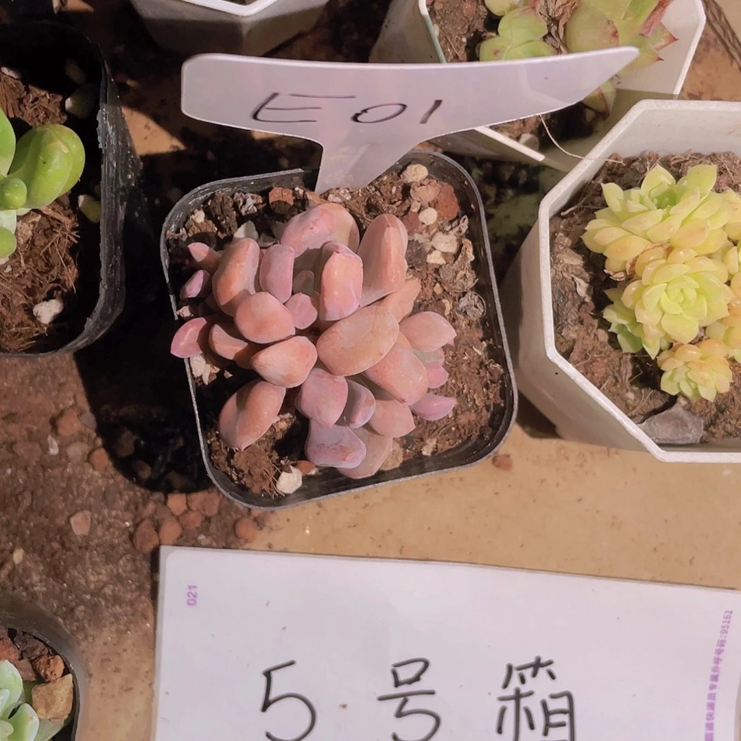 精品E01丘比特多肉植物