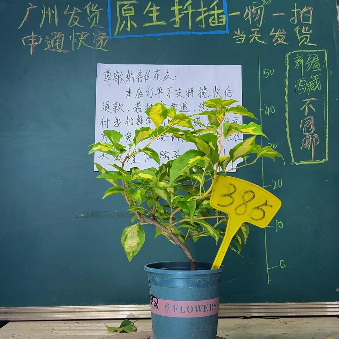 当前无花栽培后可以开花    金心双色  385