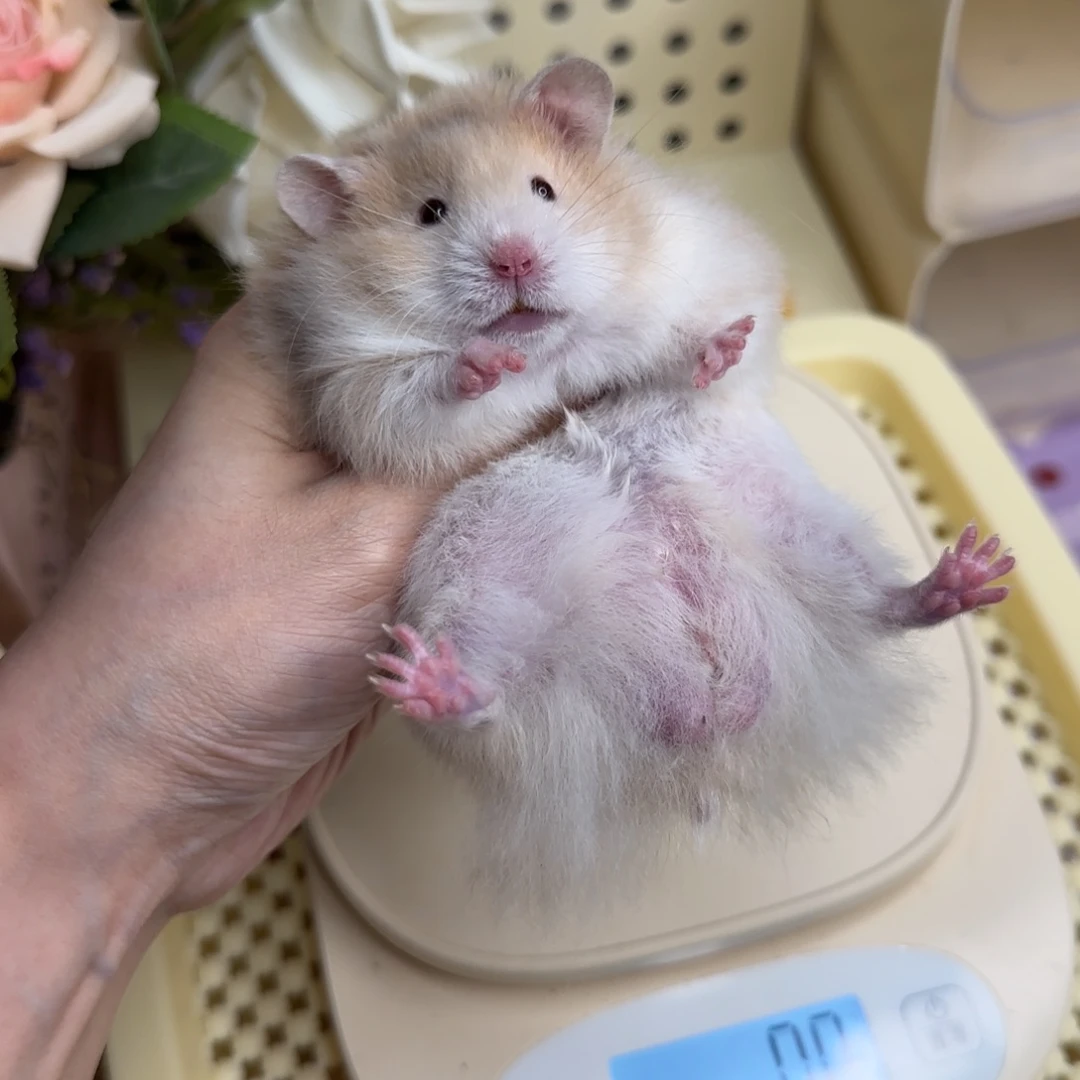 携带重点色肉桂波弟弟130g5.2