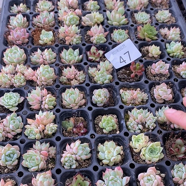 47 多肉植物盆栽花卉