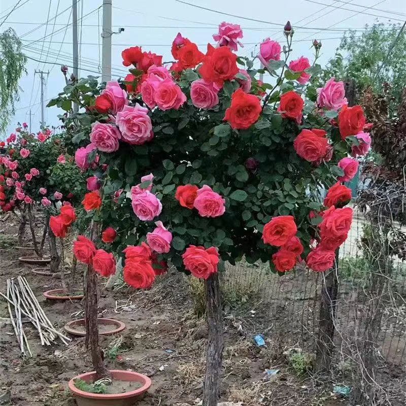 3公公大树桩大花品种庭院别墅工程用