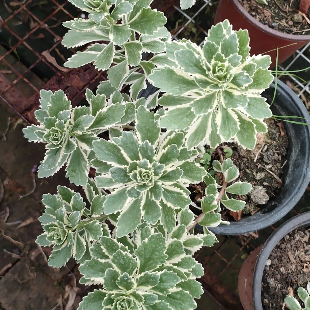 多肉法师锦亚特兰蒂斯