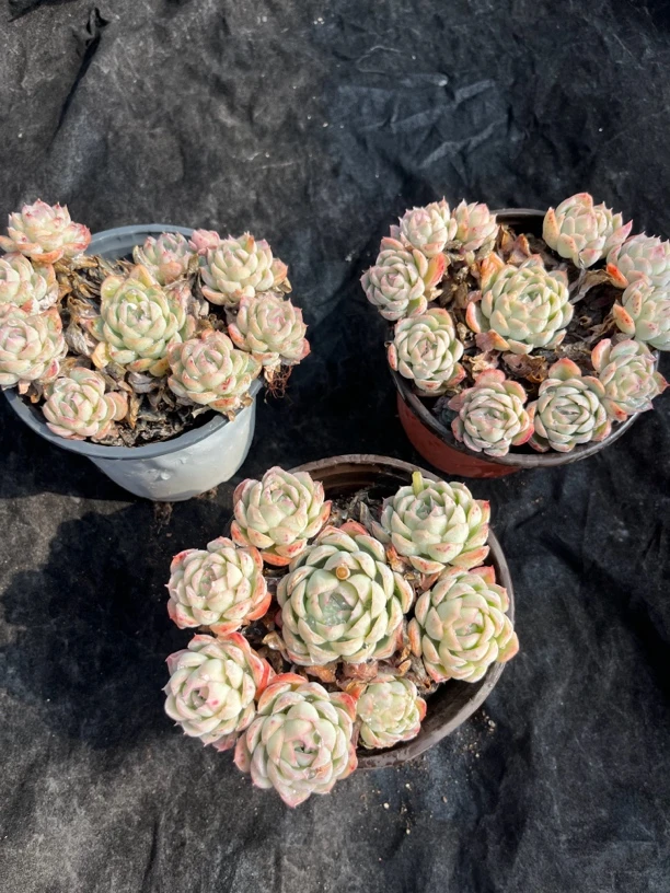 多肉草莓冰，12公分盆，整桩整群，