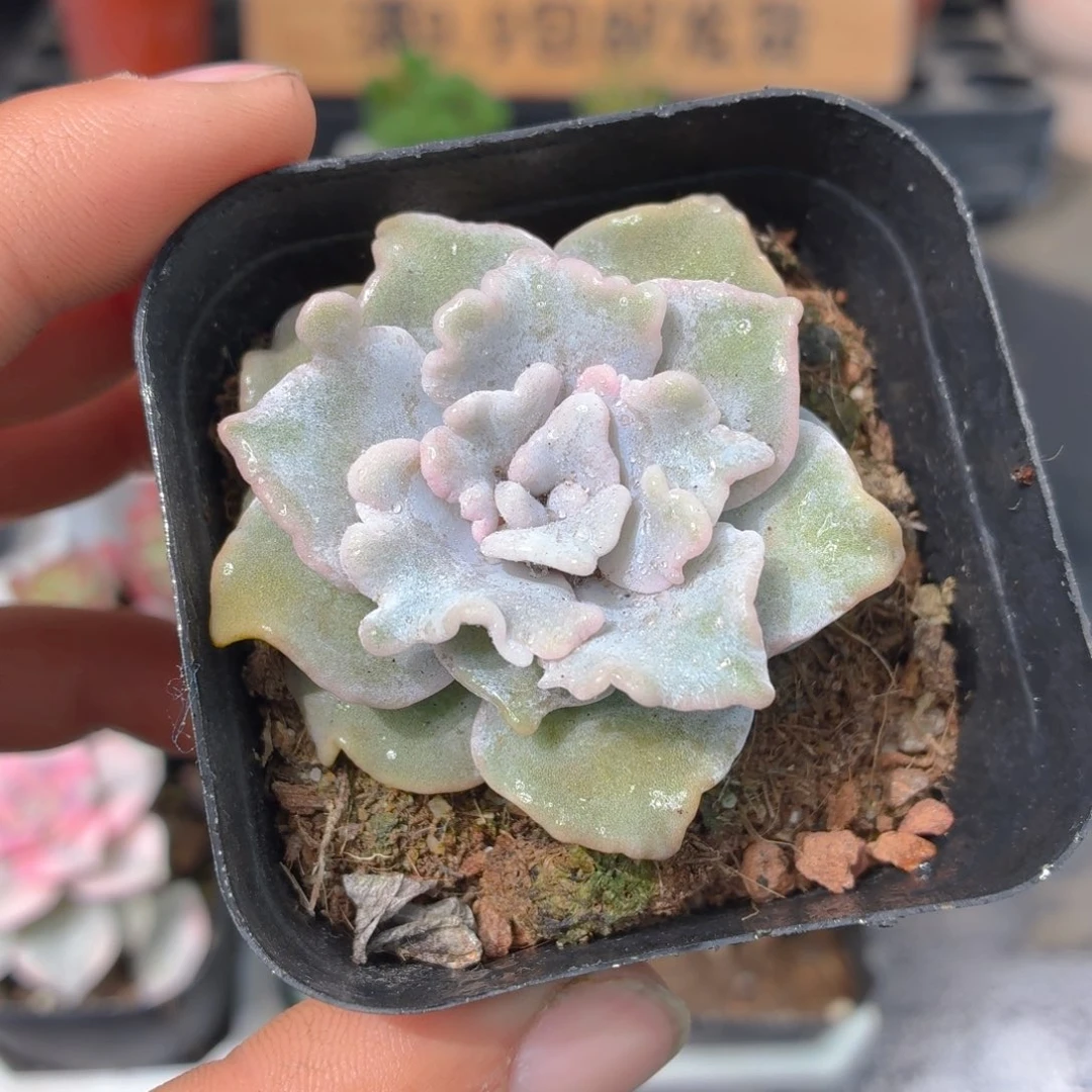 白饺子皮多肉9.9包邮发货