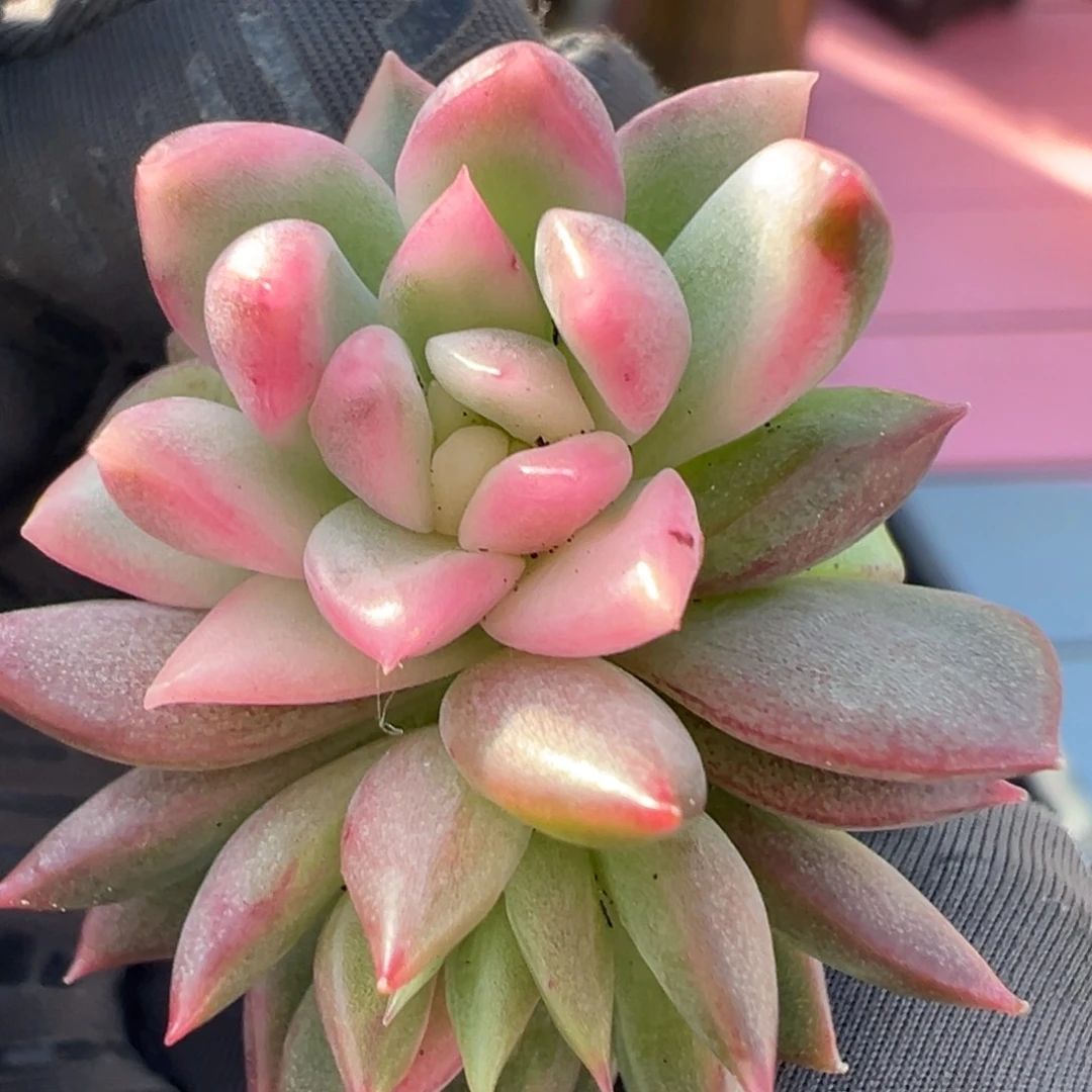 碎***念东云锦，覆轮锦侧头预定第二