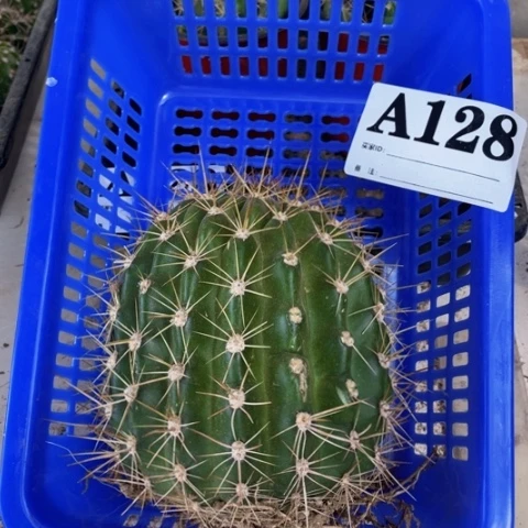 品种苗毛花柱a 128