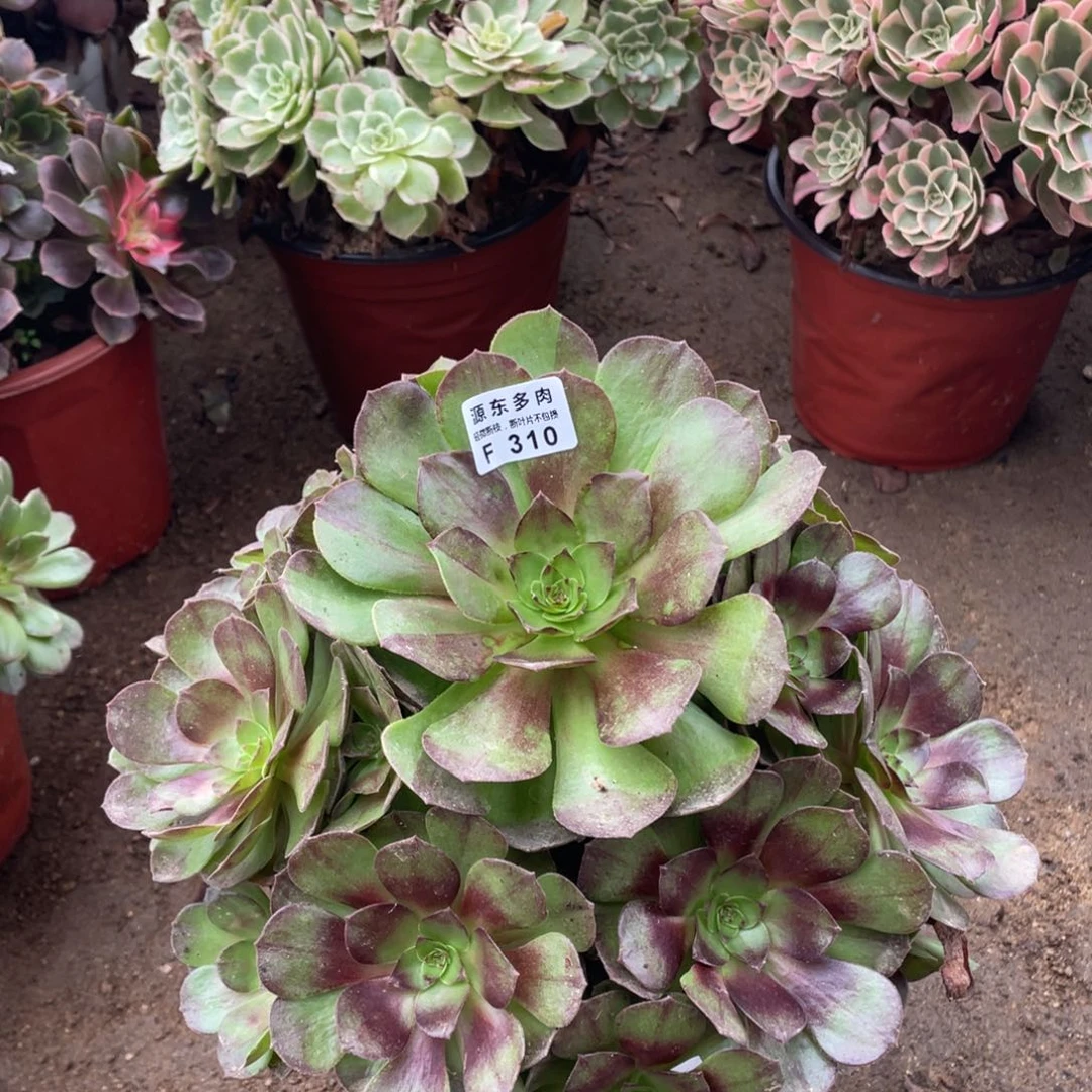 310话拉丝多肉法师断枝不包