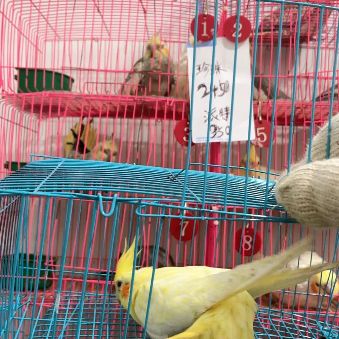 玄凤鹦鹉/鸡尾鹦鹉