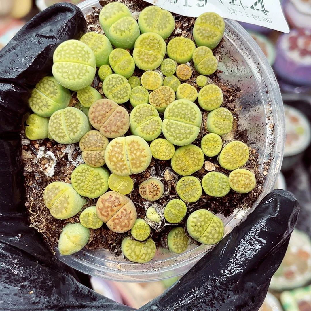 生石花18包邮0919-144