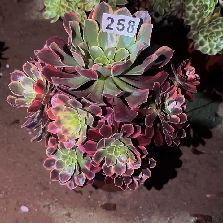 258金丝雀多肉植物不售后