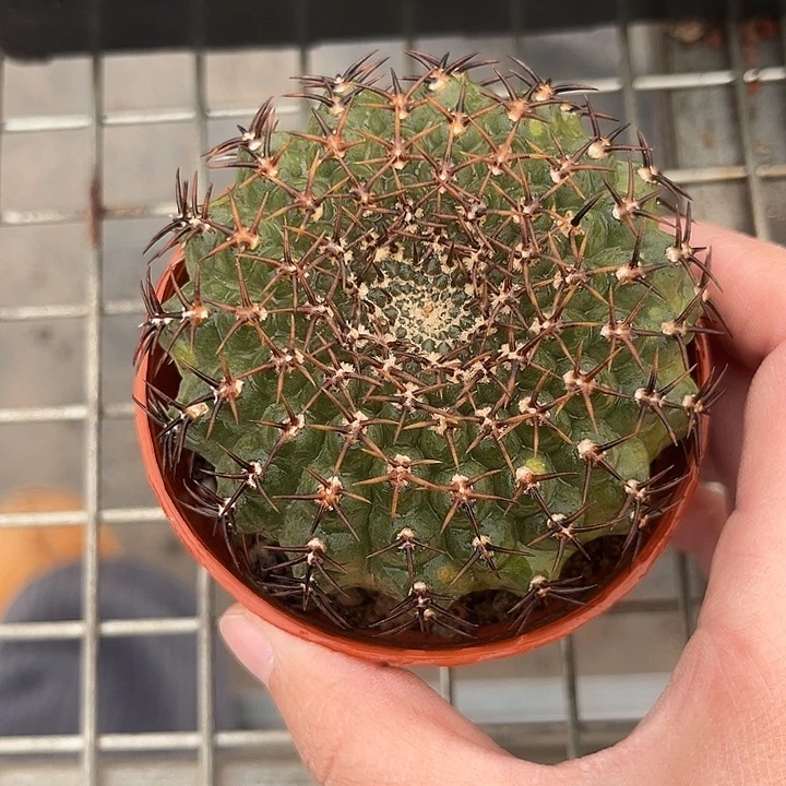 我也不知道我为什么要这样对