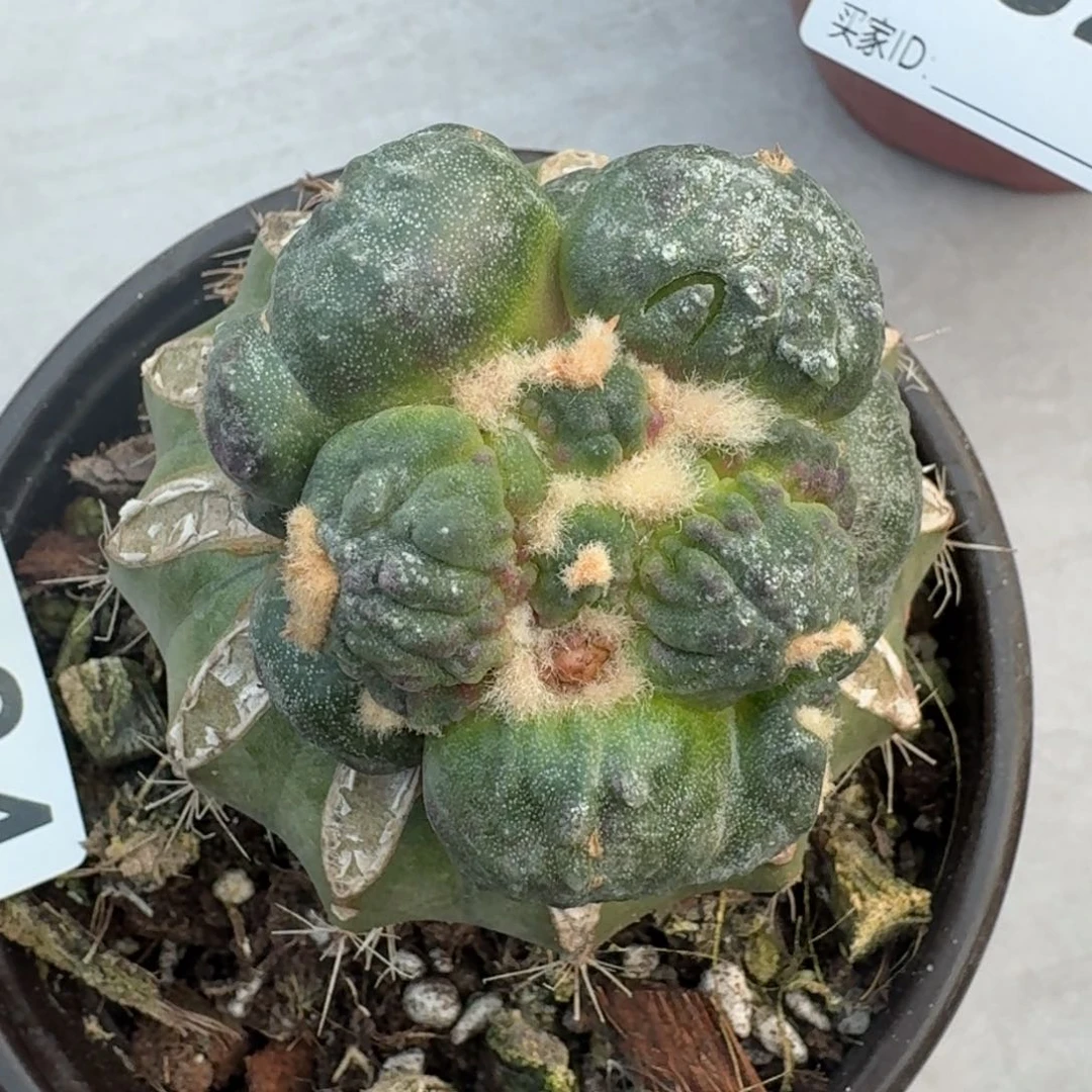 【闪购商品】蛋尤怒涛834