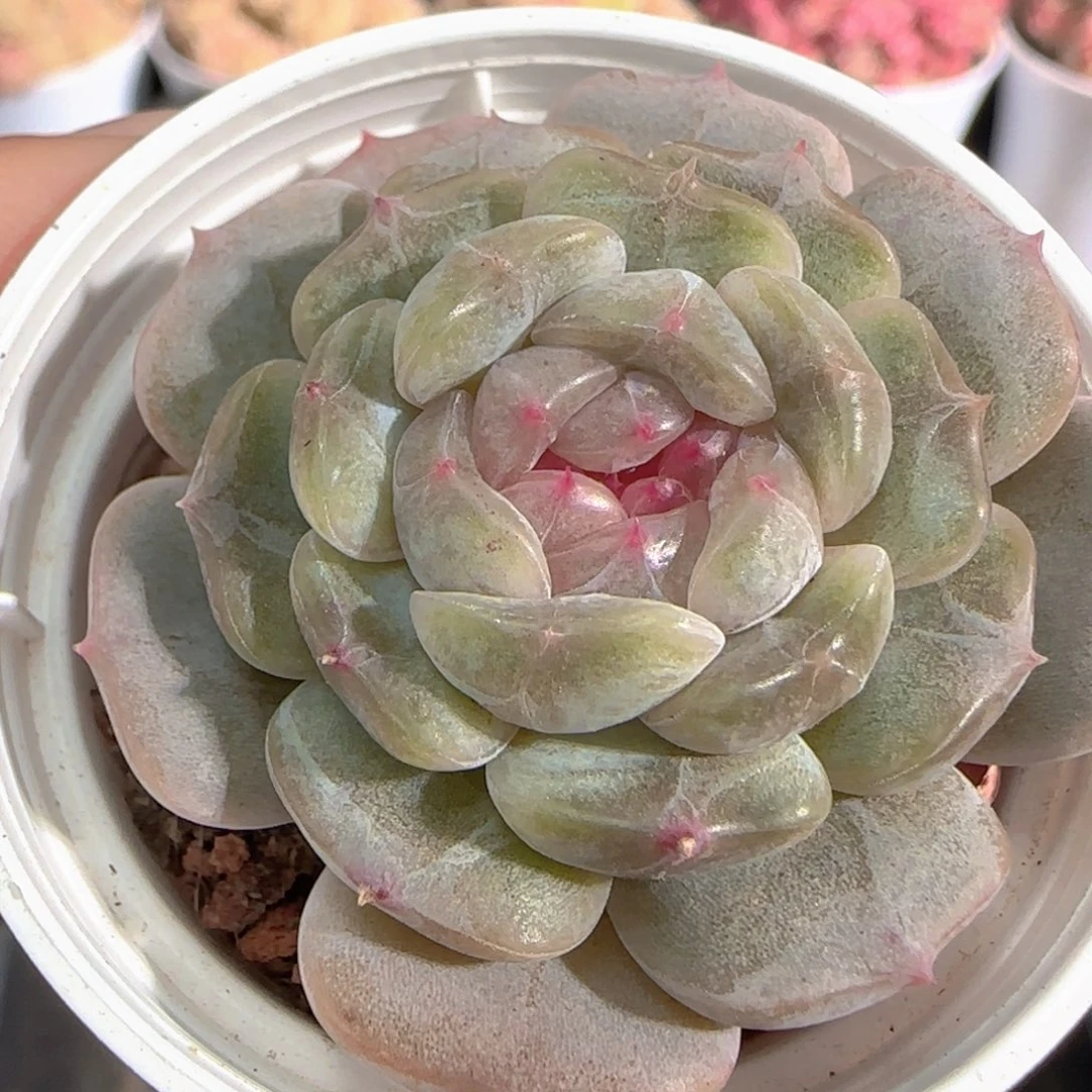 多肉1226-09白恋白恋