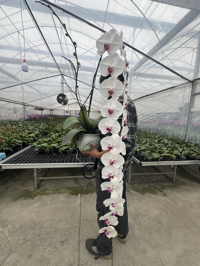 【AAA冷美人三花剑龙兰系列】蝴蝶兰开花巨好看花量多精巧美丽