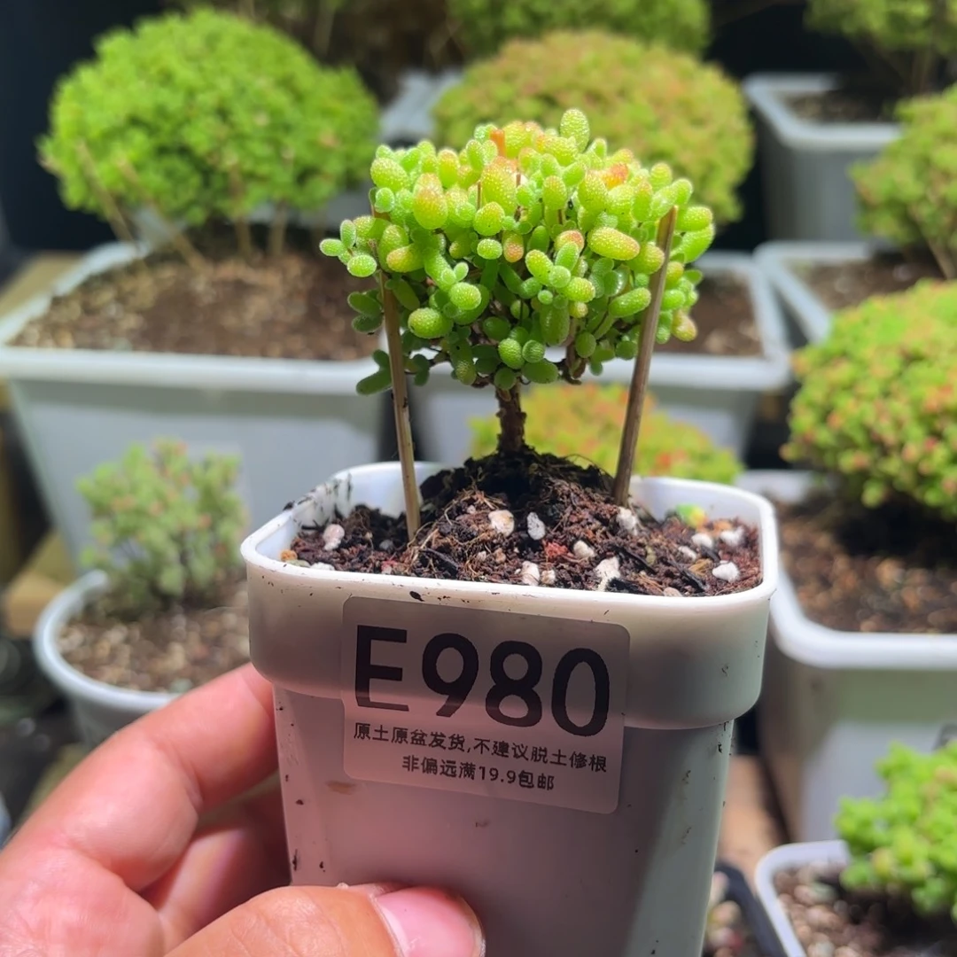 枝干番杏金桔糖球E980