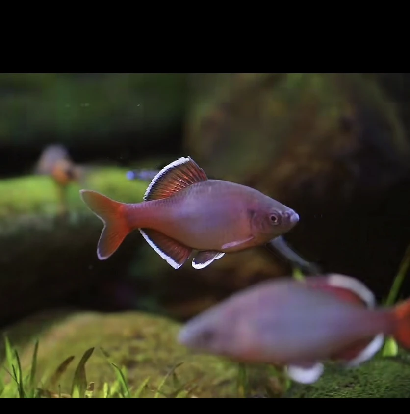 无品牌白边須鱊冷水鱼原生鱼淡水鱼鳑鲏好养耐活混养