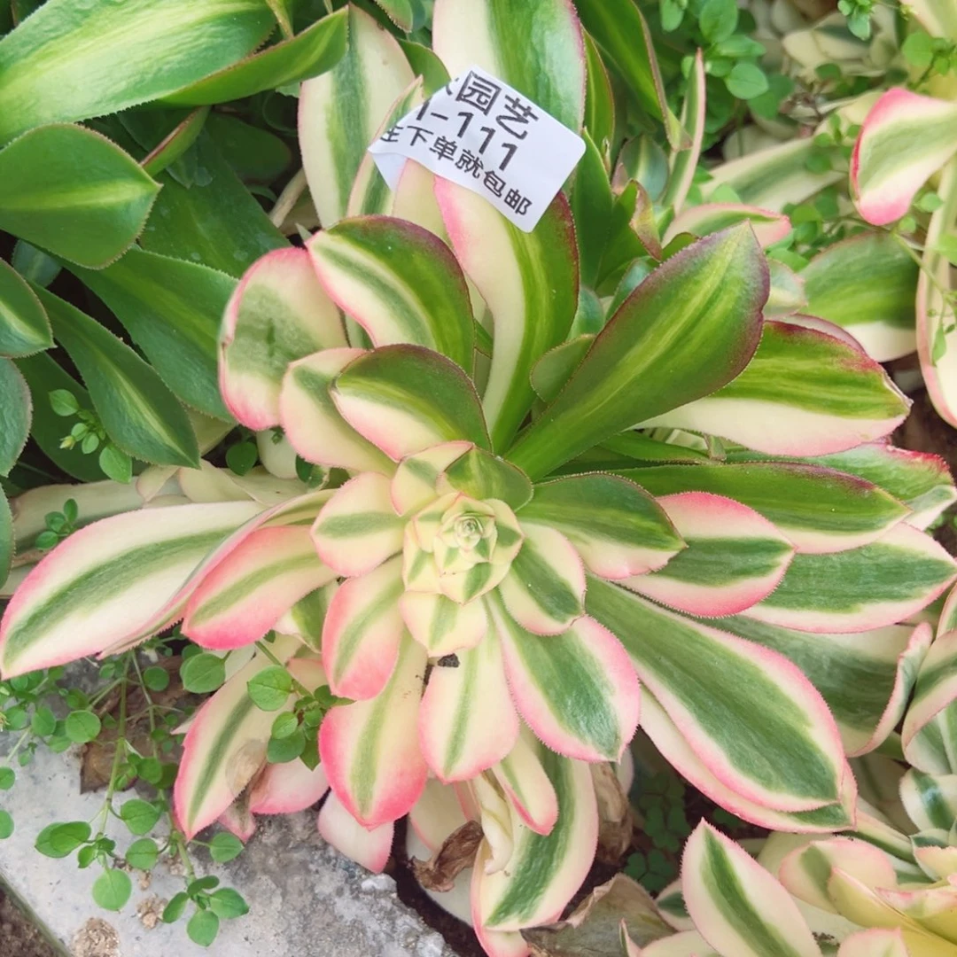 香妃阴阳多肉植物111