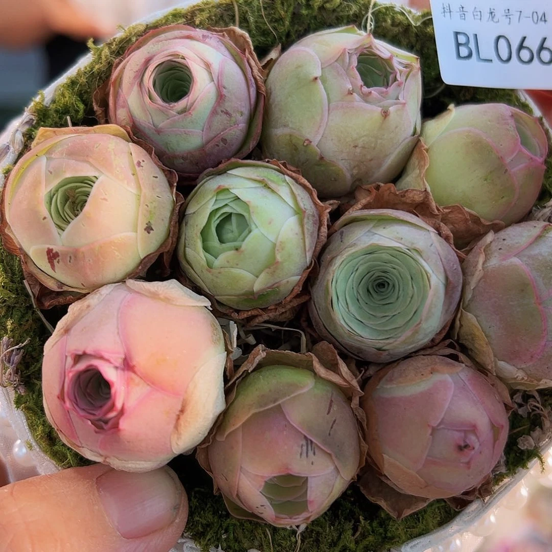 Bl066。 玫瑰混苔藓篮。