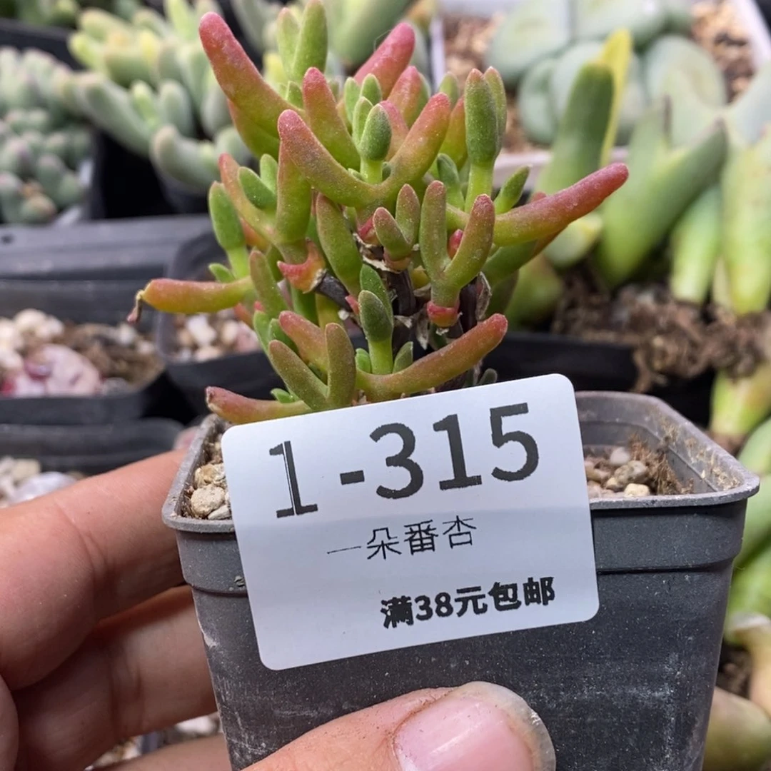 跳*糖566969699669899998889