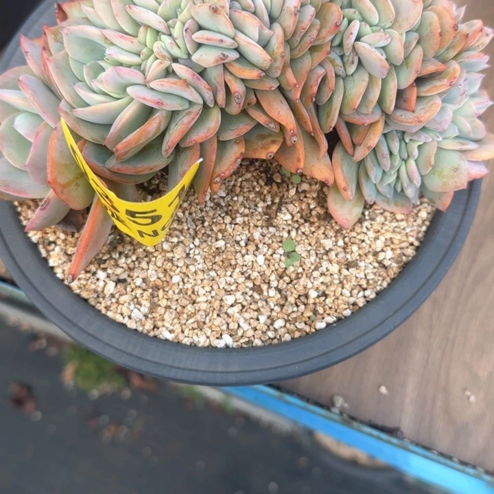 S***姥0351大板子血凤群缀化