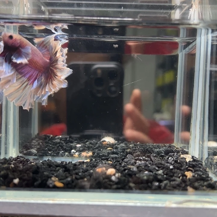 斗鱼跑單拉黑27日3