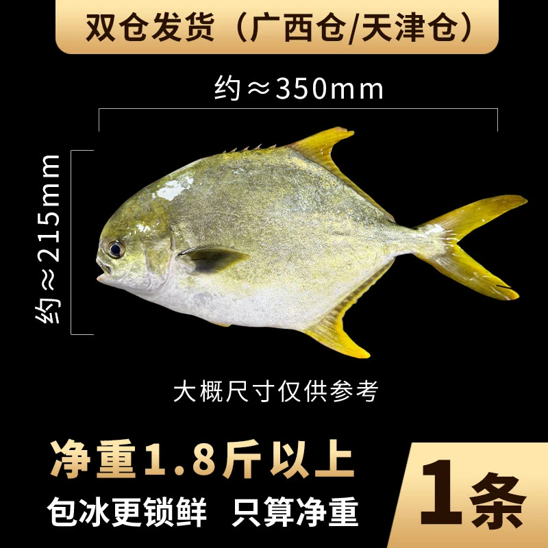 XXL正宗金鲳鱼1条1.8斤以上 北部湾深海源产地鲜活海捕速冻不帮杀