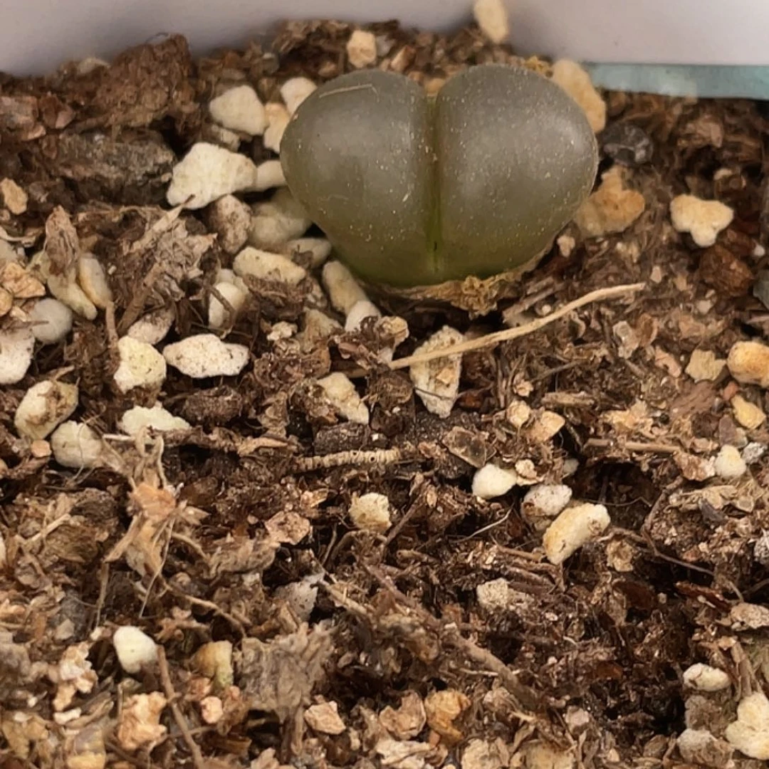 1-78小苗c10多肉植物