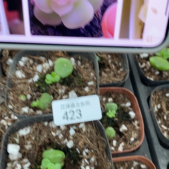 标423雪茶一个量拍