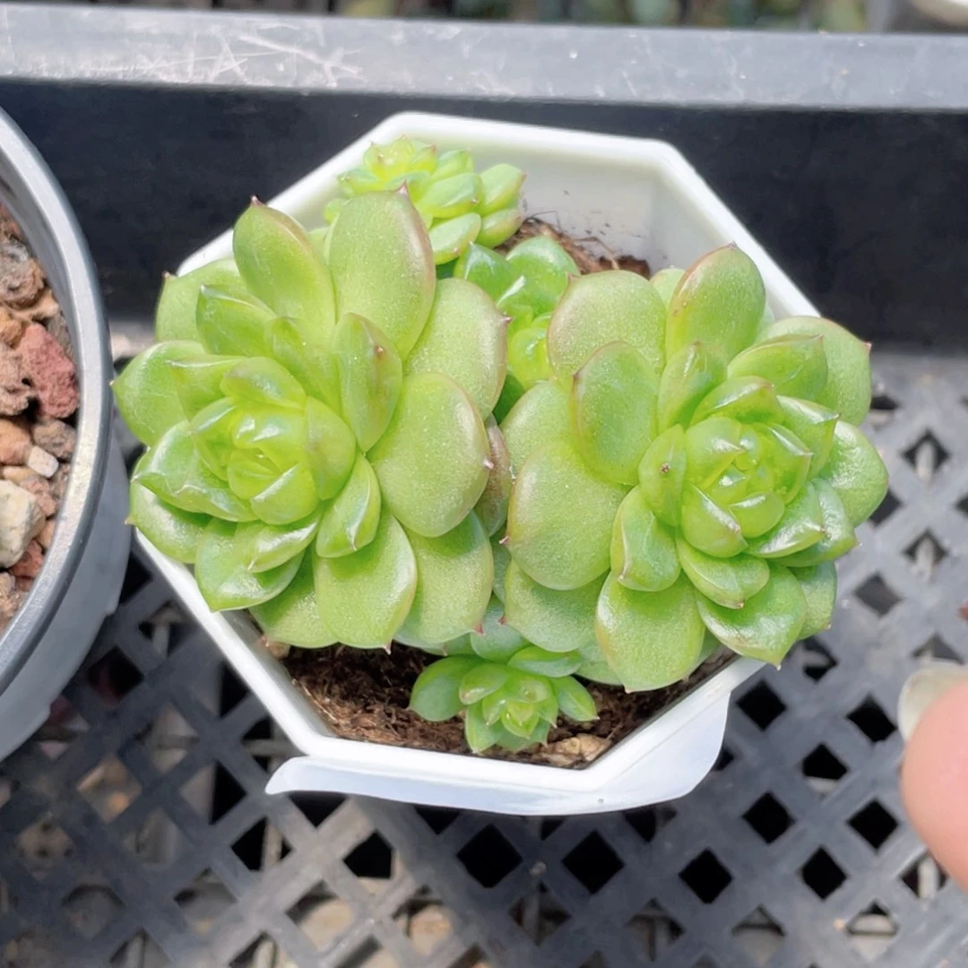 568号糖心冰心珍妮 灯泡珍妮