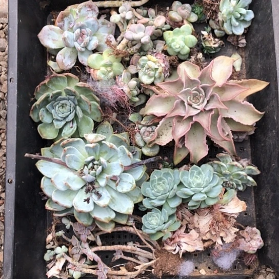 纯爱的感觉就是爽一