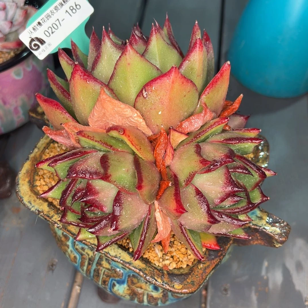 从前慢多肉精选编号0207.186