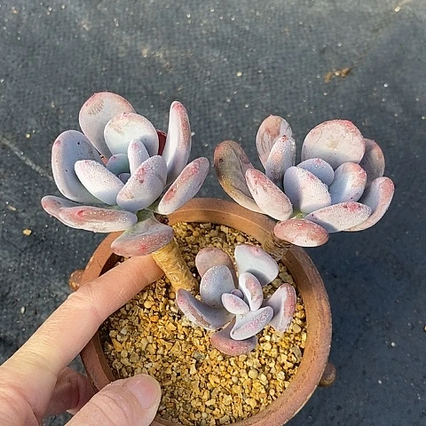 夜**兰278多肉植物老桩
