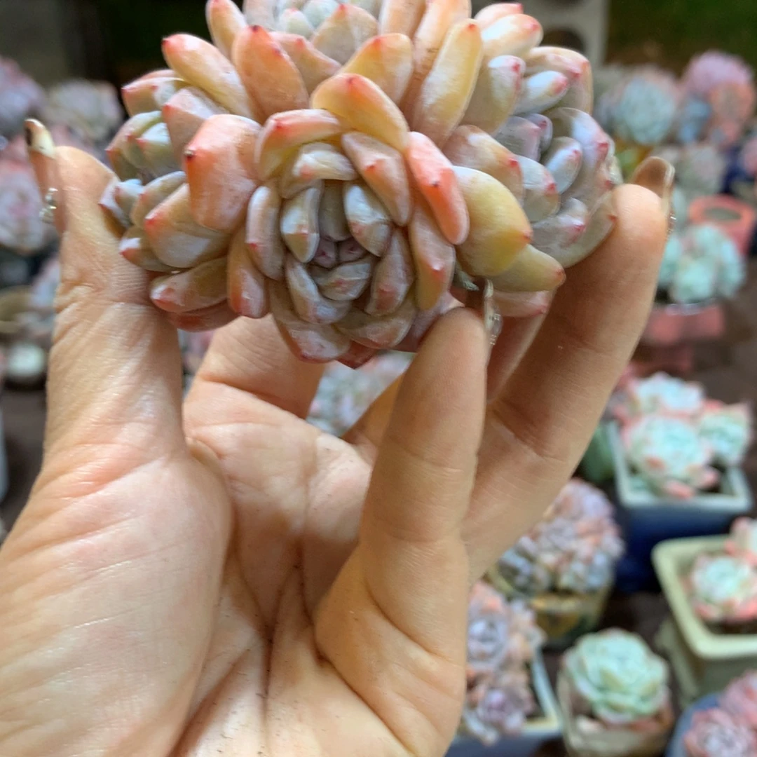 溜***ᐝ哈哈哈哈哈哈哈哈哈哈哈