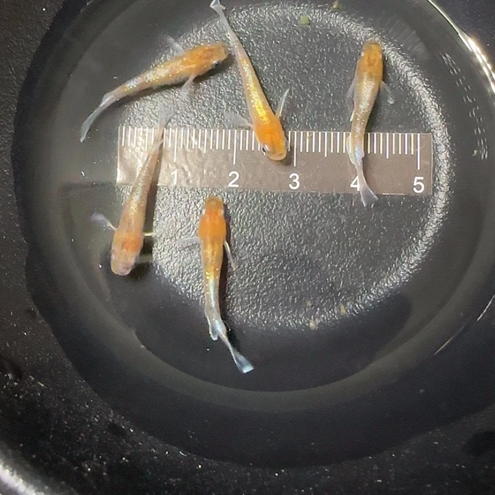 青鳉鱼青鱂LU04-47