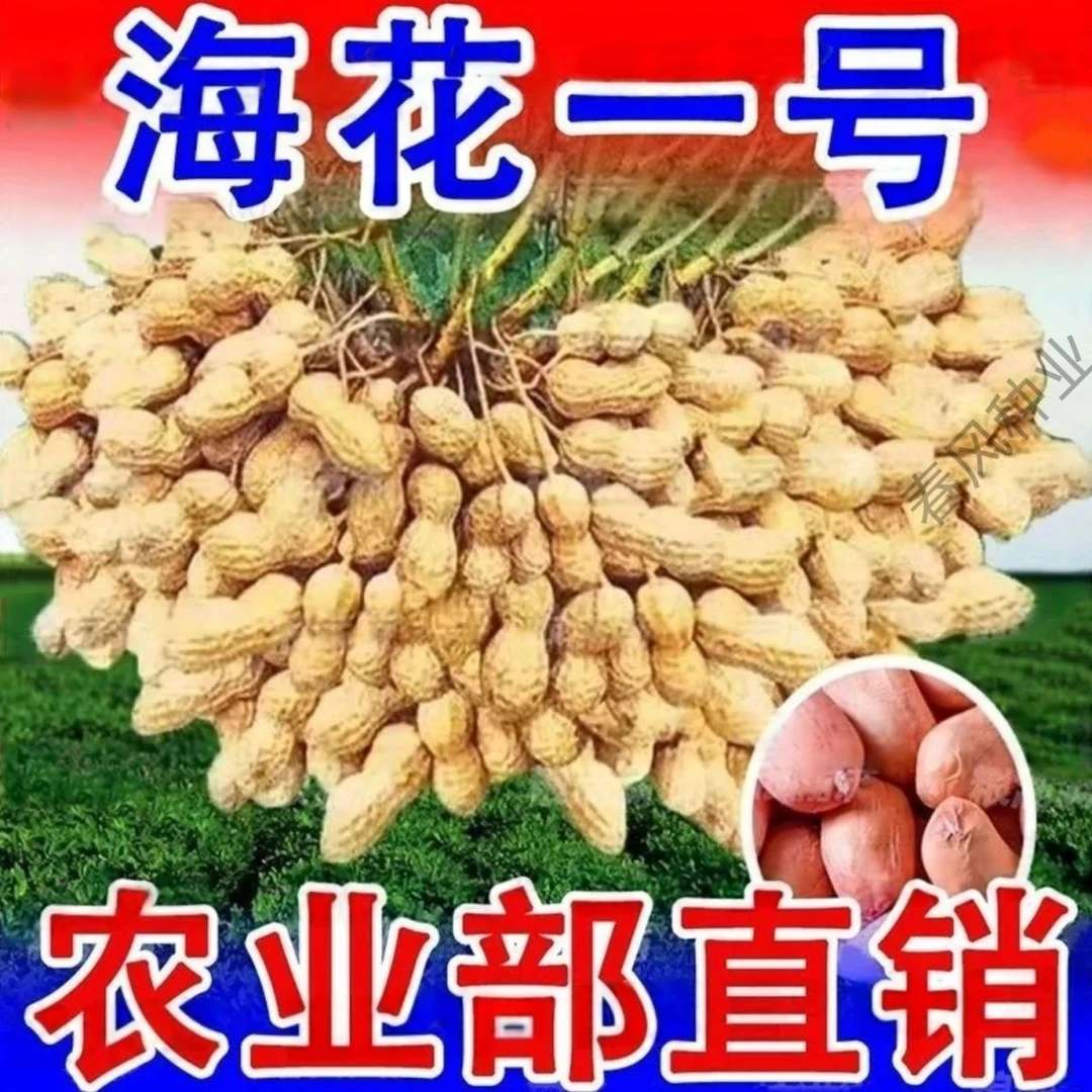 高产海花一号花生种子高产农科院新品种带壳薄壳大粒花生种批发