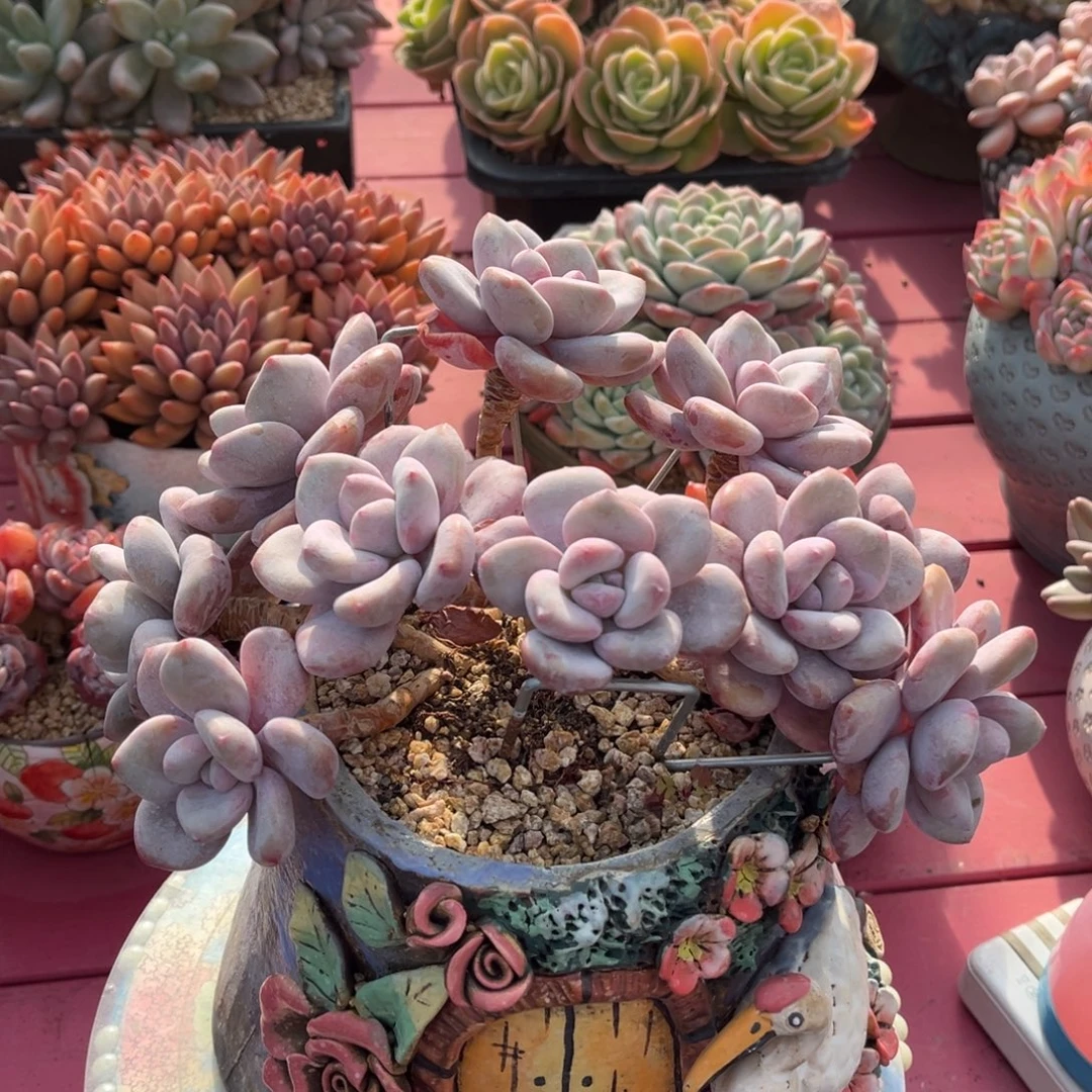 粉兔老桩一物一拍