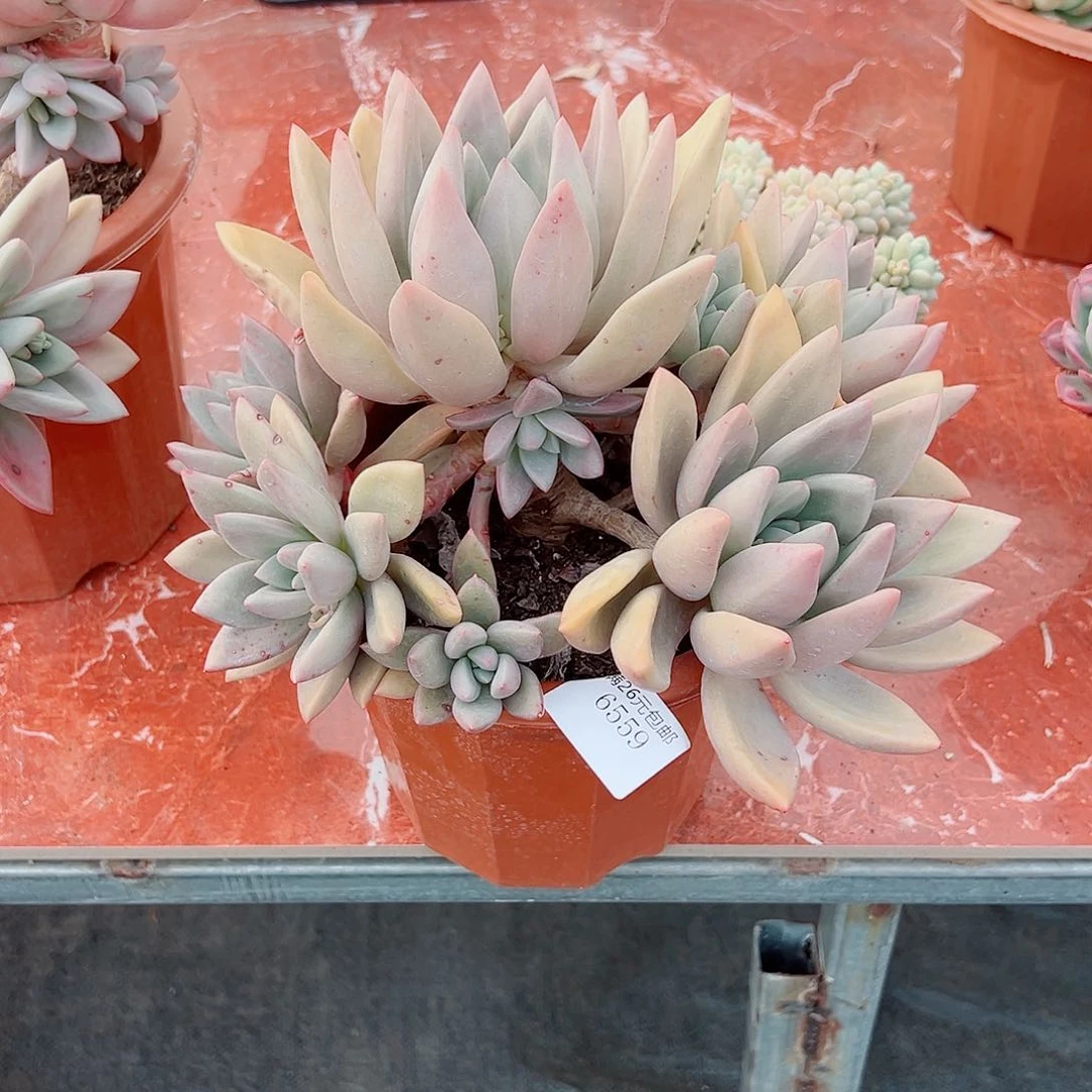小*6559桃花源多肉植物