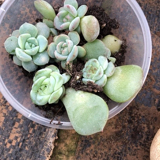 039风花雪月混搭饭盒小