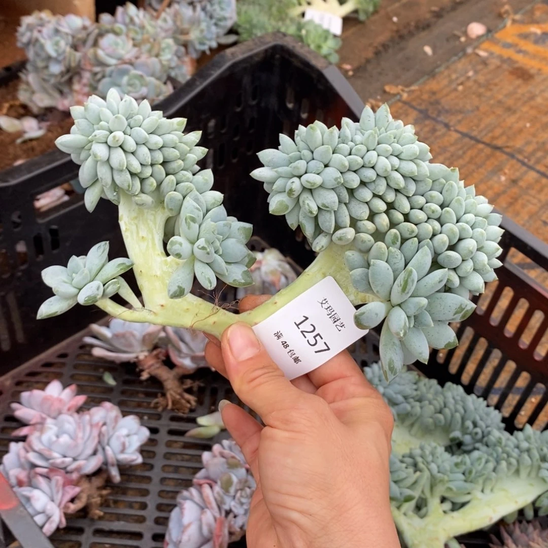 奶糖缀化多肉多肉257