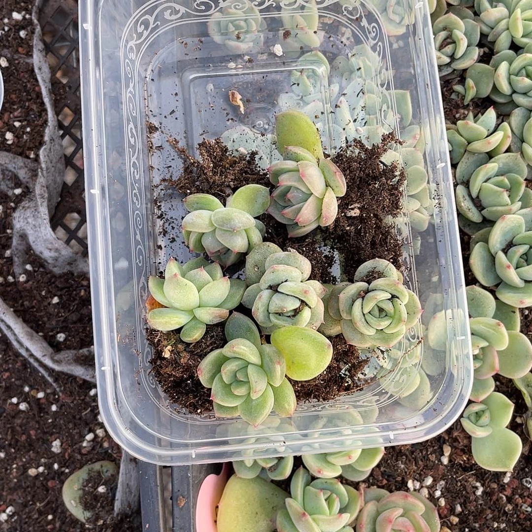 堇珍妮混一物一拍038