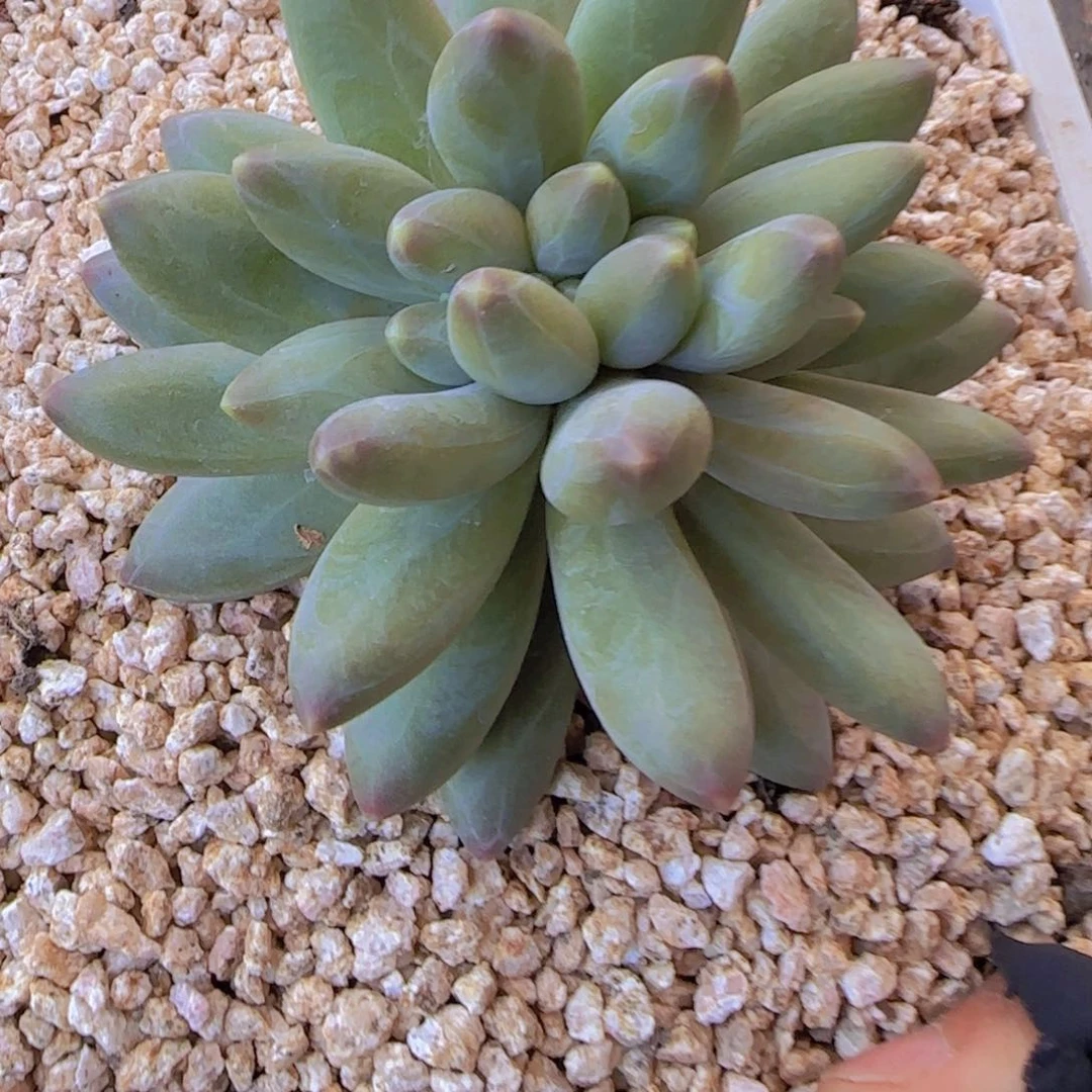 贝*多肉植物多肉植物