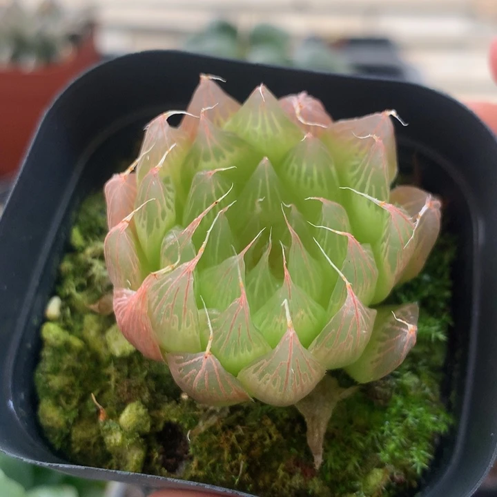 无毛黑熊戴安娜一物一拍